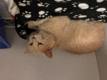 Rescue Domestic Short Hair Cats for Adoption in Mason City, Iowa - Saffron | PetCurious