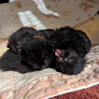 Artemis -  Domestic Medium Hair Cat Available for Adoption in Priest River, Idaho - Artemis | PetCurious