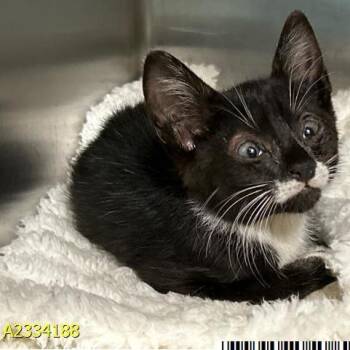 Lil Bill -  Domestic Short Hair Cat Available for Adoption in West Palm Beach, Florida - Lil Bill | PetCurious