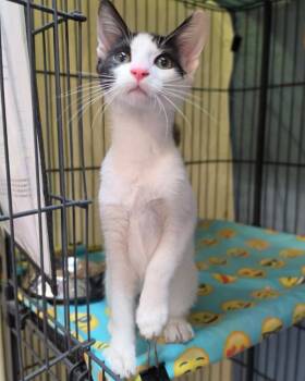 Tres -  Domestic Short Hair Cat for Adoption in Novato, California - Tres | PetCurious