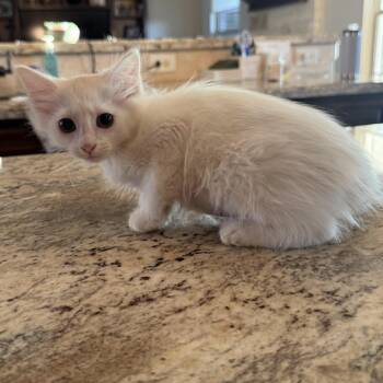 Domestic Medium Hair and Siamese Cats Available for Adoption in Missouri City, Texas - Tanzia | PetCurious