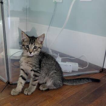 Sulu -  Domestic Short Hair Cat for Adoption in Fayetteville, Arkansas - Sulu | PetCurious