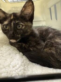 Miracle -  Domestic Short Hair Cat for Adoption in Cincinnati, Ohio - Miracle | PetCurious