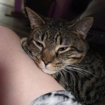 John Pork -  Domestic Short Hair Cat for Adoption in Liverpool, Texas - John Pork | PetCurious