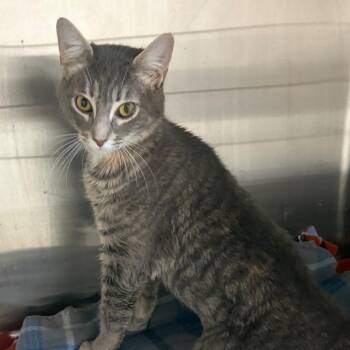Domestic Short Hair Cats Available for Adoption in La Grange, Kentucky - Dove | PetCurious