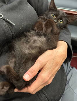 Rescue Domestic Medium Hair Cats for Adoption in San Jose, California - Winston | PetCurious
