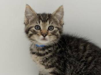 Enrique -  Domestic Short Hair Cat for Adoption in Portland, Oregon - Enrique | PetCurious