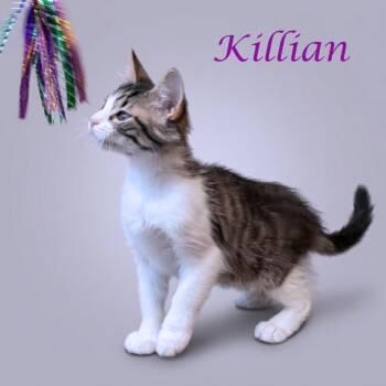 Killian C26-103 -  Domestic Short Hair Cat for Adoption in Lebanon, Tennessee - Killian C26-103 | PetCurious