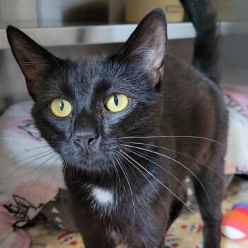 Domestic Short Hair Cats Available for Adoption in Nashville, Indiana - Juliette | PetCurious