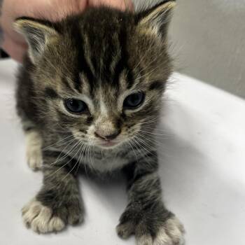 Domestic Short Hair Cats Available for Adoption in Tampa, Florida - Jaden | PetCurious