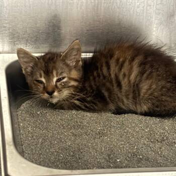 06/20/2026-Stray-WellbornAvenue -  Domestic Short Hair Cat for Adoption in Columbus, Georgia - 06/20/2026-Stray-WellbornAvenue | PetCurious