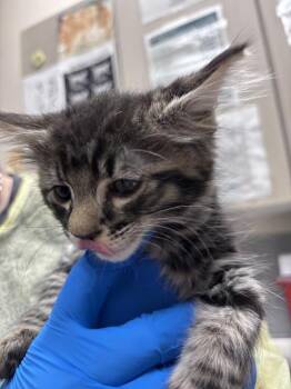 RUSTY -  Domestic Short Hair Cat for Adoption in Las Vegas, Nevada - RUSTY | PetCurious