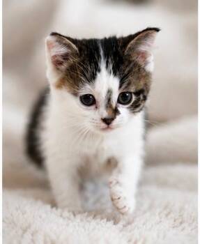 Plum -  Domestic Short Hair Cat for Adoption in Andersonville, Tennessee - Plum | PetCurious