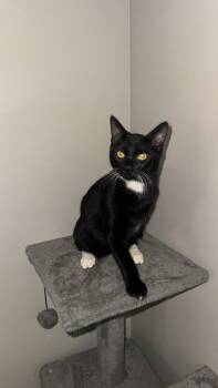 Domestic Short Hair Cats Available for Adoption in Chickasaw, Alabama - Oreo  | PetCurious