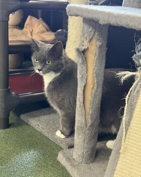 Adelaide -  Domestic Short Hair Cat for Adoption in Seneca, Pennsylvania - Adelaide | PetCurious