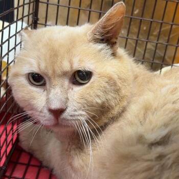 Donald -  Domestic Short Hair Cat for Adoption in Philadelphia, Pennsylvania - Donald | PetCurious