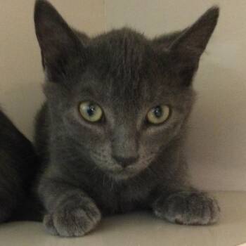 Basil (yellow collar) -  Domestic Short Hair Cat for Adoption in Redwood City, California - Basil (yellow Collar) | PetCurious