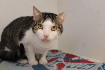Sunshower -  Domestic Short Hair Cat for Adoption in Chestertown, Maryland - Sunshower | PetCurious