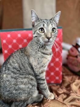 Rescue Domestic Short Hair Cats for Adoption in Rossville, Georgia - Mocha | PetCurious