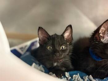 HAZEL -  Domestic Short Hair Cat for Adoption in Fort Wayne, Indiana - HAZEL | PetCurious
