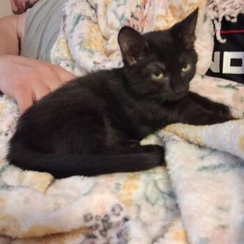 Sunday -  Domestic Short Hair Cat for Adoption in Penns Grove, New Jersey - Sunday | PetCurious