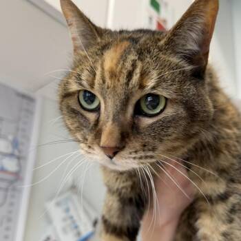 Domestic Short Hair Cats Available for Adoption in Mankato, Minnesota - Izzy | PetCurious