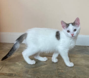 Rescue Domestic Short Hair Cats for Adoption in Youngsville, North Carolina - Cupcake25 | PetCurious