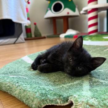 Kumo -  Domestic Short Hair Cat for Adoption in Tustin, California - Kumo | PetCurious