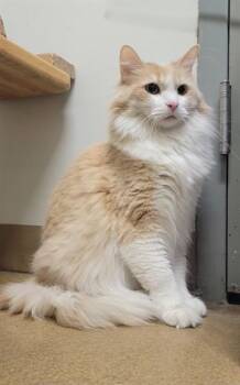 Domestic Long Hair Cats Available for Adoption - SONNY | PetCurious