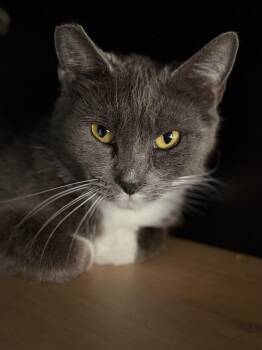 Russian Blue and Domestic Short Hair Cats Available for Adoption - Dolly | PetCurious