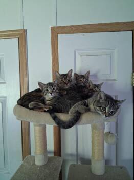 4 female kittens -  Tiger Cat Available for Adoption in Marlette, Michigan - 4 Female Kittens | PetCurious