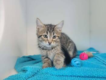 Optimus Prime -  Domestic Short Hair Cat for Adoption in Delson, Quebec - Optimus Prime | PetCurious