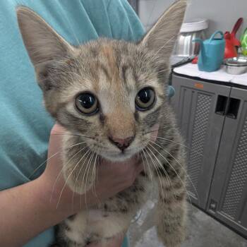 Trixie -  Domestic Short Hair Cat for Adoption in Manhattan, Kansas - Trixie | PetCurious