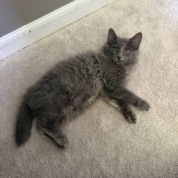 Dumpster -  Domestic Long Hair Cat for Adoption in Kansas City, Missouri - Dumpster | PetCurious