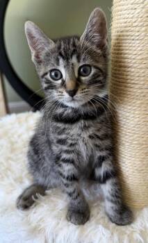 Tax Evasion -  Domestic Short Hair Cat for Adoption in Trenton, New Jersey - Tax Evasion | PetCurious