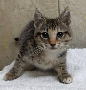 Domestic Short Hair Cats Available for Adoption in Honolulu, Hawaii - Kora | PetCurious