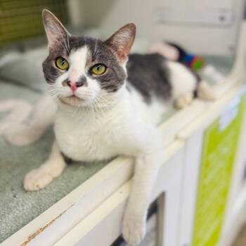 Elwa -  Domestic Short Hair Cat for Adoption in Woodbury, New Jersey - Elwa | PetCurious