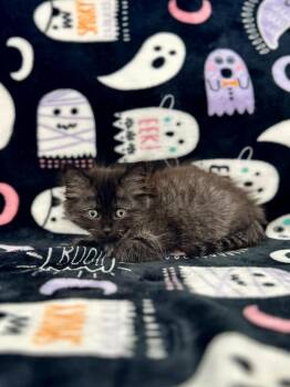 Bill Denbrough -  Domestic Long Hair Cat for Adoption in Newberg, Oregon - Bill Denbrough | PetCurious