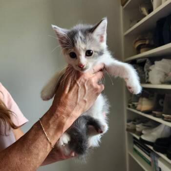 MC2 -  Maine Coon Cat for Adoption in Spring Hill, Kansas - MC2 | PetCurious