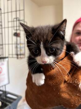 Patrick -  Domestic Short Hair Cat for Adoption in Thompson Falls, Montana - Patrick | PetCurious