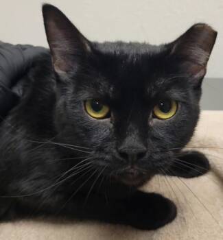 Rescue Domestic Short Hair Cats for Adoption in Eugene, Oregon - Winona | PetCurious