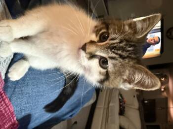 Rescue Domestic Medium Hair Cats for Adoption in Pueblo, Colorado - Cloud | PetCurious