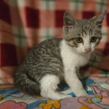 His Royal Highness Little Dude -  Domestic Short Hair Cat for Adoption in Tipp City, Ohio - His Royal Highness Little Dude | PetCurious