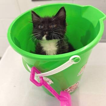 Worm -  Domestic Medium Hair Cat for Adoption in Marshall, Virginia - Worm | PetCurious