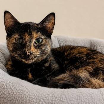 Selina -  Tortoiseshell and Domestic Short Hair Cat for Adoption in Antioch, California - Selina | PetCurious