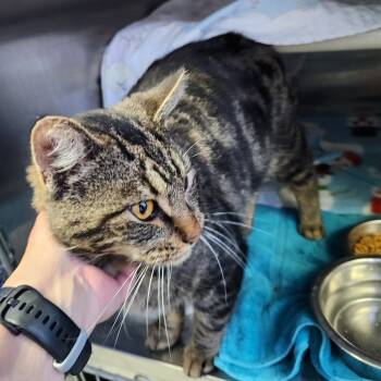 Rescue Domestic Short Hair Cats for Adoption in Walker, Michigan - Zeus | PetCurious