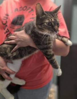 Montgomery -  Domestic Short Hair Cat for Adoption in Dickson, Tennessee - Montgomery | PetCurious