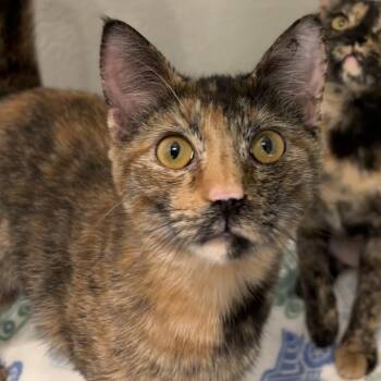 Domestic Short Hair Cats Available for Adoption - Halo | PetCurious