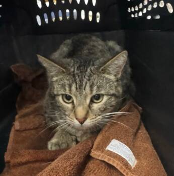 Domestic Short Hair Cats Available for Adoption - Blue Nova | PetCurious