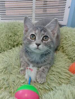 Domestic Short Hair Cats Available for Adoption in Ladysmith, Wisconsin - Millie | PetCurious